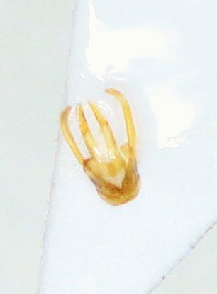 Osmia caerulescens